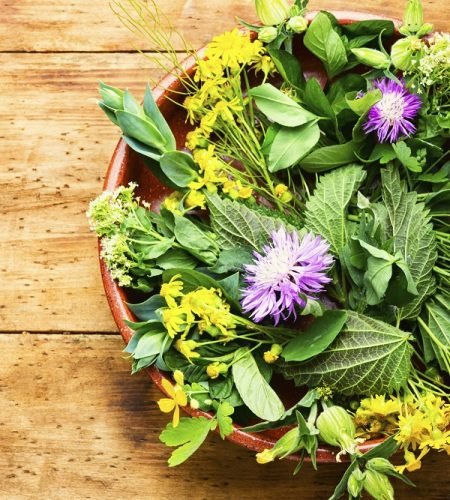 Alternative medicine, set of medicinal herbs and flowers.Natural medicine and homeopathy